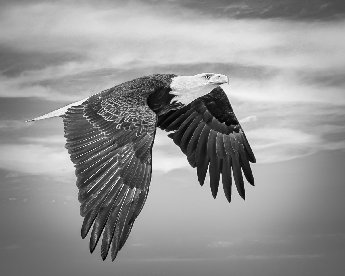 Majestic Eagle - Marianne Diericks - WWPC