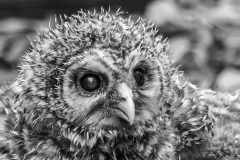 Barred Owlet - Scott Landseidel - MNPC