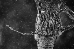 Honorable Mention - Great Gray Owl Hunting - Joe Fierst - Minnesota Nature Photography Club