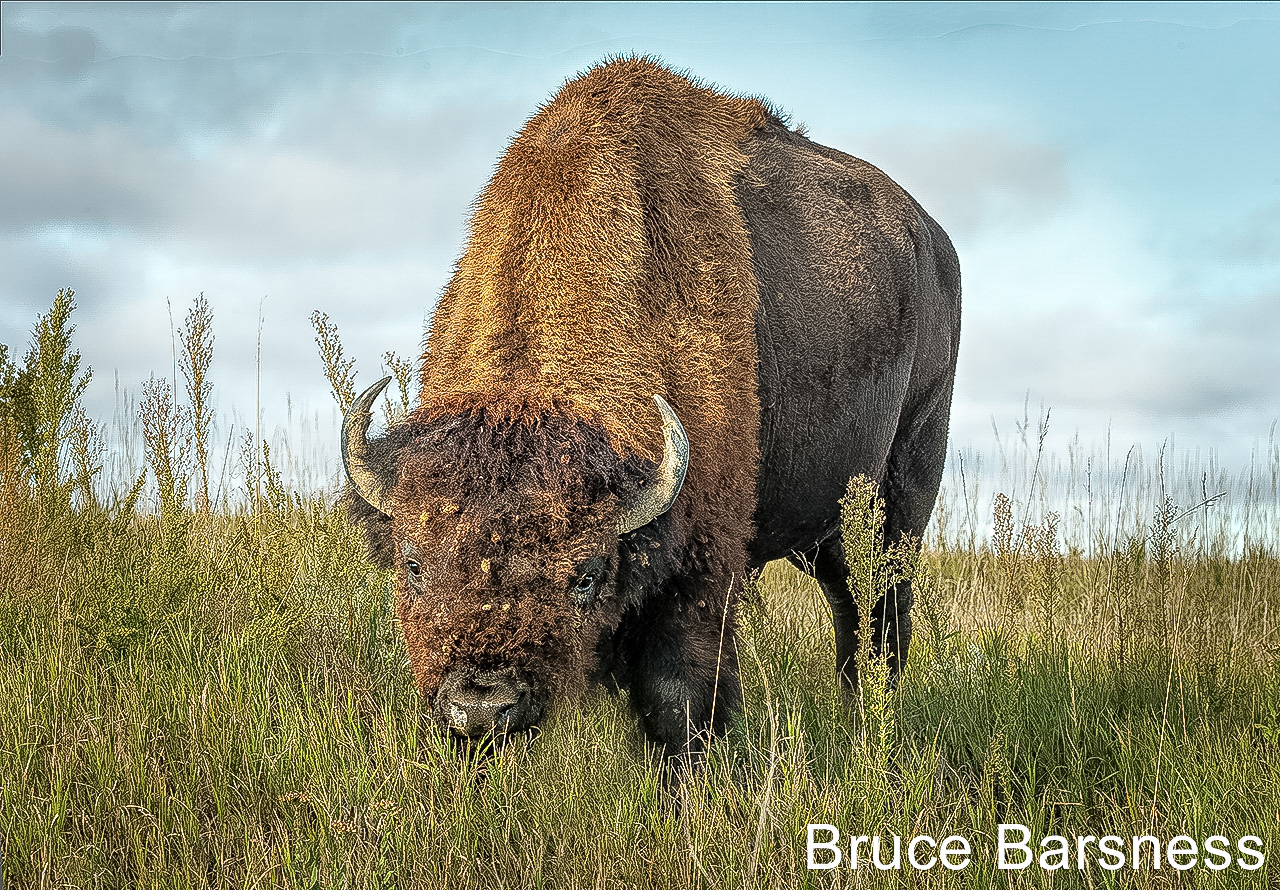 Bison, Theodore Roosevelt National Parki, North Dakota