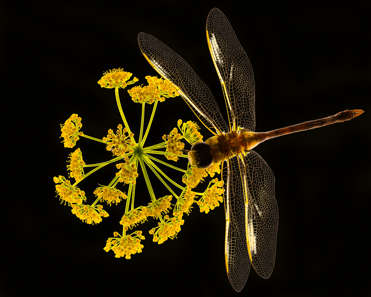 Honorable Mention - Dragon-fly - Paul Bullock - Tamarack Nature Center Photo Club