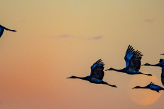 Honorable Mention - Crex Cranes at Sunrise - Hubert Cole - Western Wisconsin Photography Club