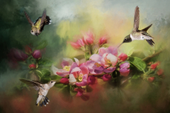 Honorable Mention - Three Hummingbirds - Melissa Anderson - Women's Color Photo Club
