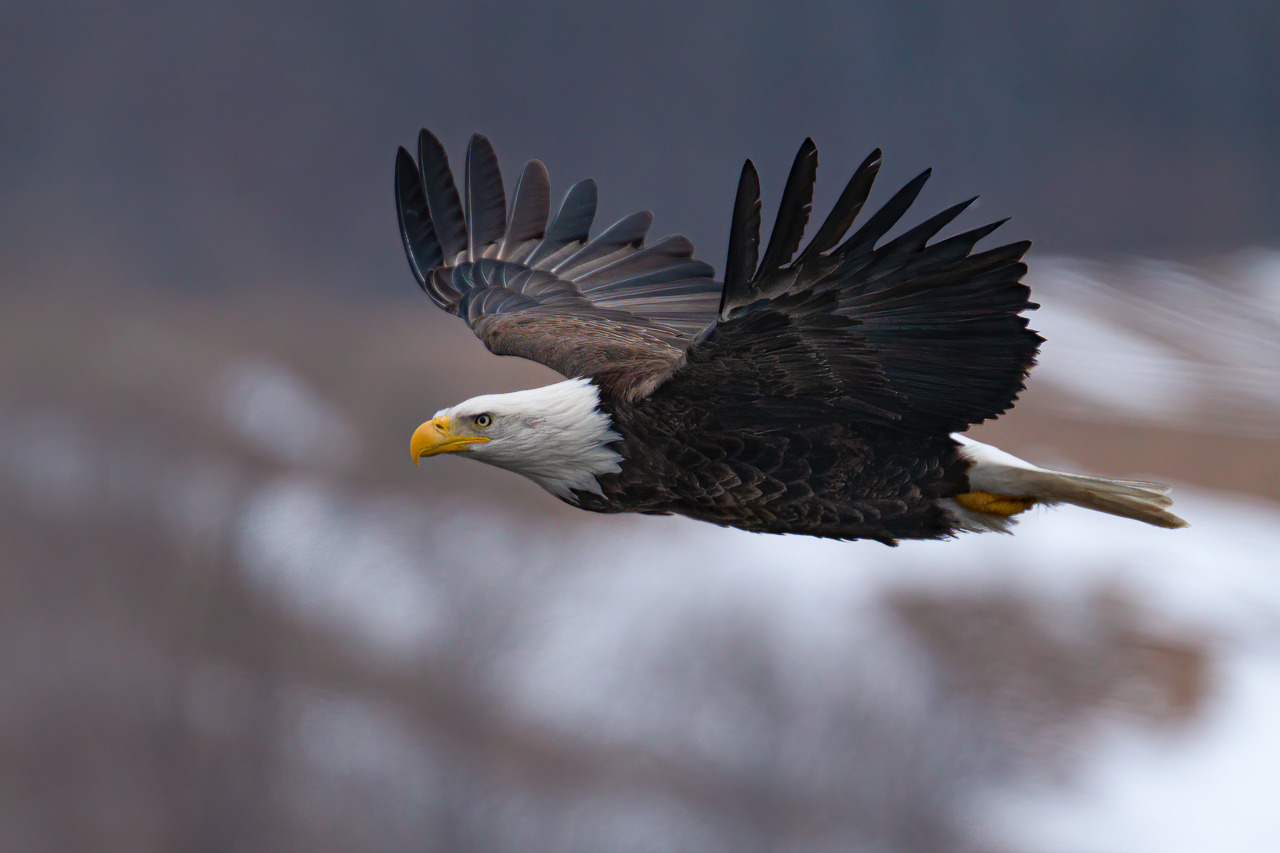Bald Eagle in Flight II - Sandra Swanson - MNPC