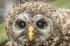 Baby Blue Eyed Barred Owl - Scott Landseidel - MNPC