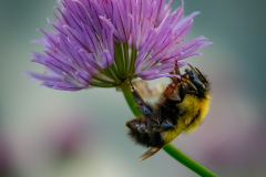 Bee  on Chive Flower - Dennis Hoyne - NMPC