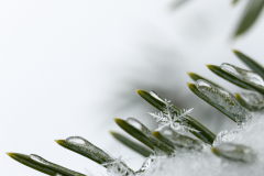 Delicate - Leanne Zeller - MCC