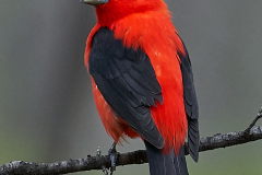 Scarlet Tanager - Mike Fuerst - MPS