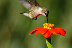 Taking a Sip - Rick Graves - MVPC