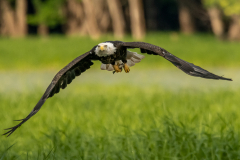 Big Bird Little Fish - Scott Landseidel - MNPC