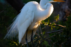 Great White Egret - Doug Heimstead - NMPC