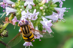 Hover Fly on Oregano Flower - Dennis Hoyne - NMPC