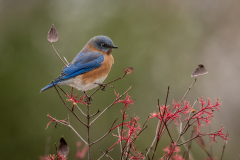 Blue Bird Three Leaves - Scott Landseidel - MNPC