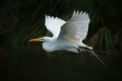 White Egret in Flight I - Sandra Swanson - MNPC