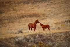 Loving Guidance - Peter Rose - MCC