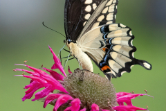 Swallowtail Nectoring - Sandra Swanson - MNPC