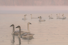 Trumpeter Swans at Sunrise - Scott Landseidel - MNPC