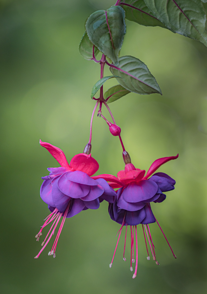 Honorable Mention - Fuchsia - Al Whitaker - Fort Snelling State Park Camera Club