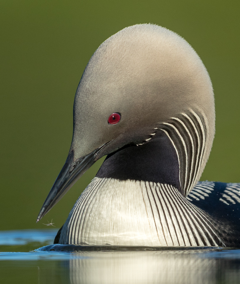 Honorable Mention - Pacific Loon and Mayfly - Joe Fierst - Minnesota Nature Photography Club