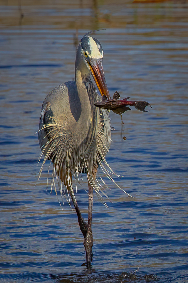 Honorable Mention - Great Blue Heron - Brett McDonnell - St. Croix Valley Camera Club