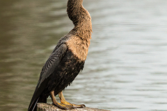 Honorable Mention - Anhinga Fish Toss - Sandra Swanson - Minnesota Nature Photography Club