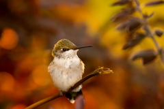 Honorable Mention - Colorful Hummingbird - Joe Fierst - Minnesota Nature Photography Club