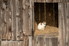 Cat in the Loft - Scott Landseidel - MNPC