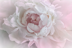 Pale Bloom - Marilyn Victor - WCPC
