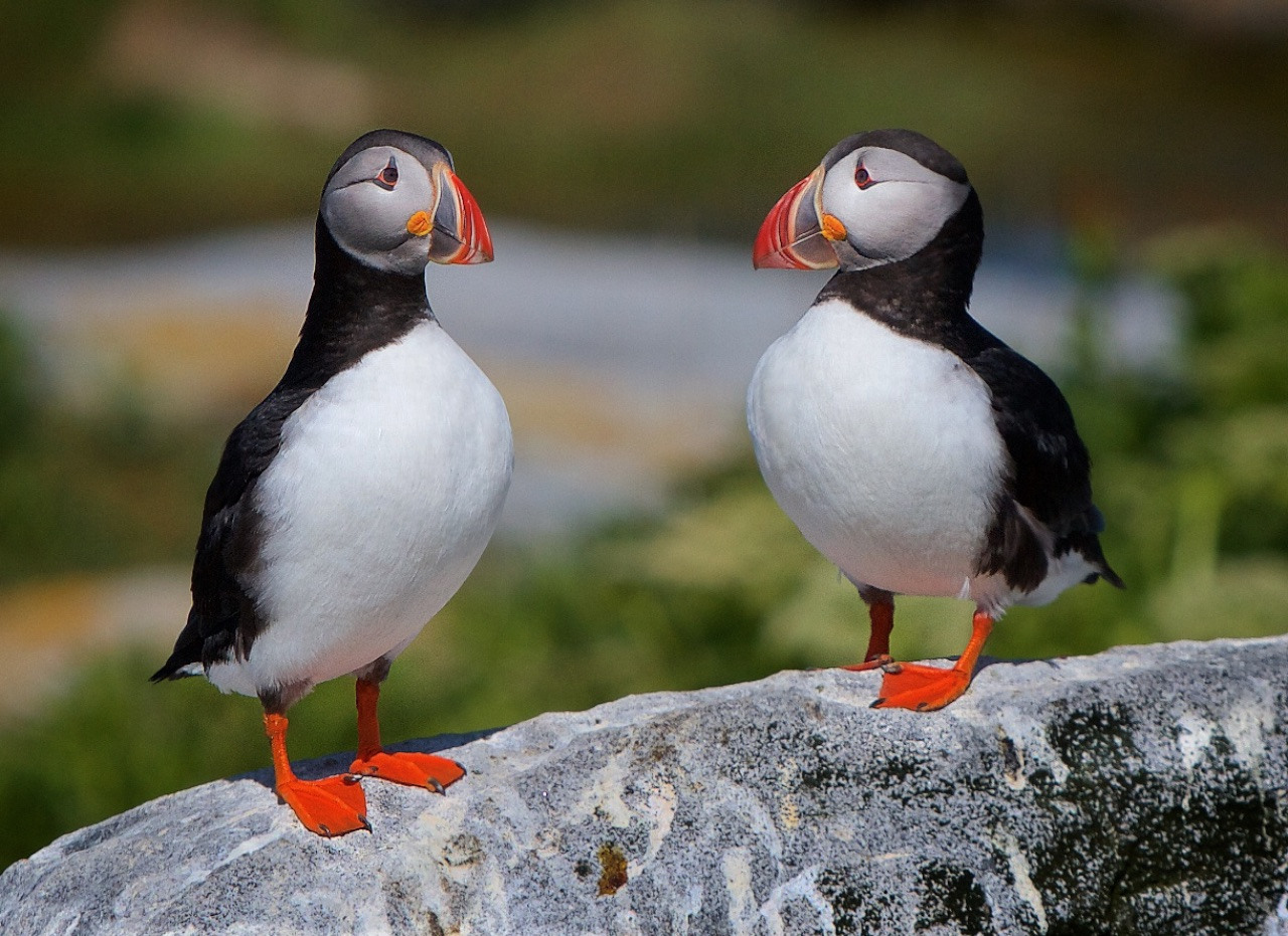 Honorable Mention - Atlantic Puffins - Don Specht - Minnesota Nature Photography Club