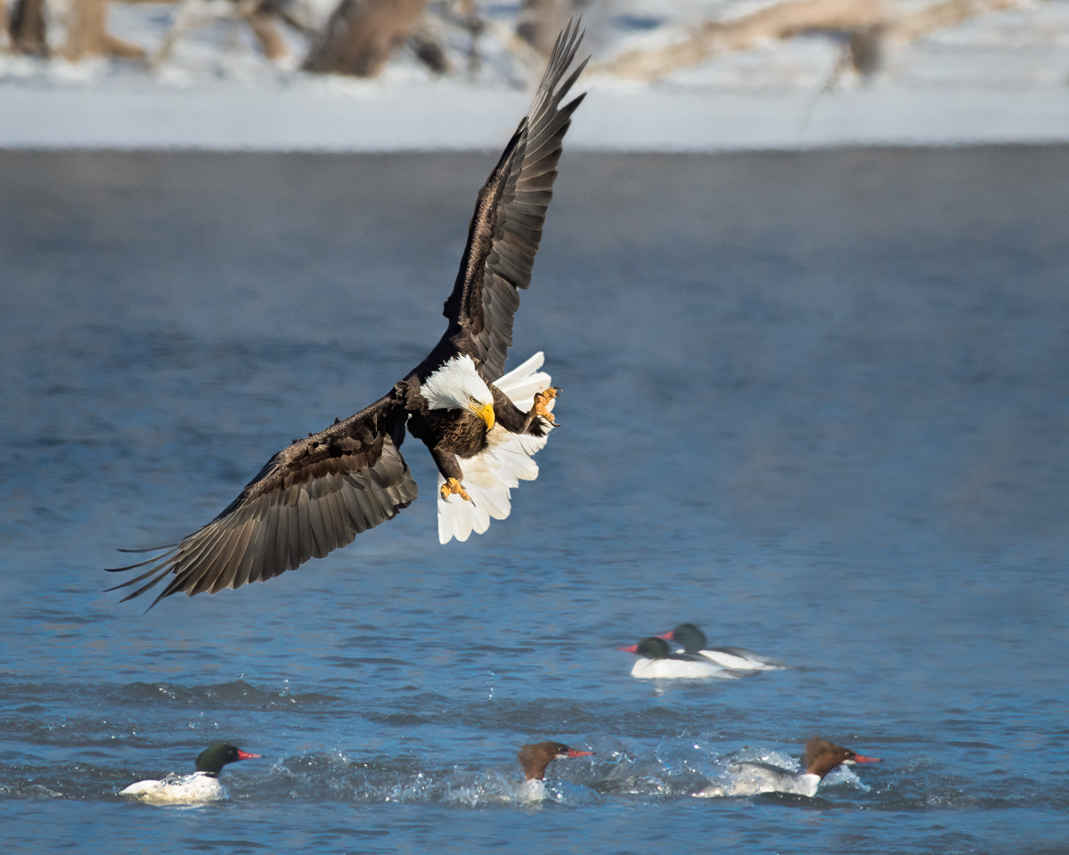 Award - Eagle Fishing - Marianne Diericks - Western Wisconsin Photography Club