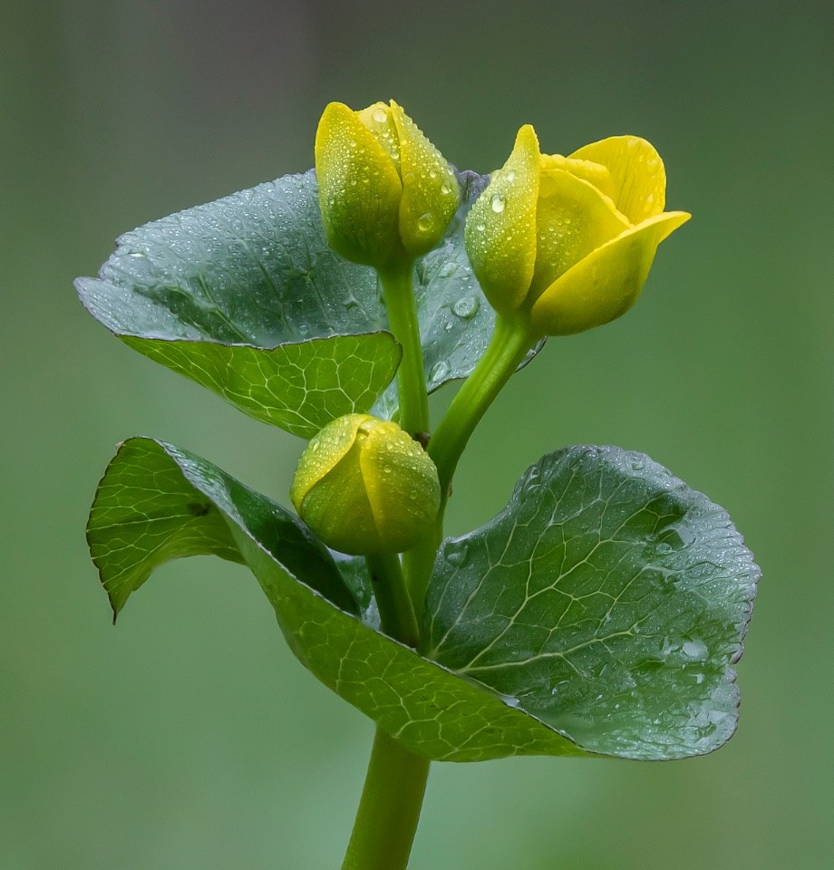 Honorable Mention - Marsh Marigolds - Don Specht - Minnesota Nature Photography Club