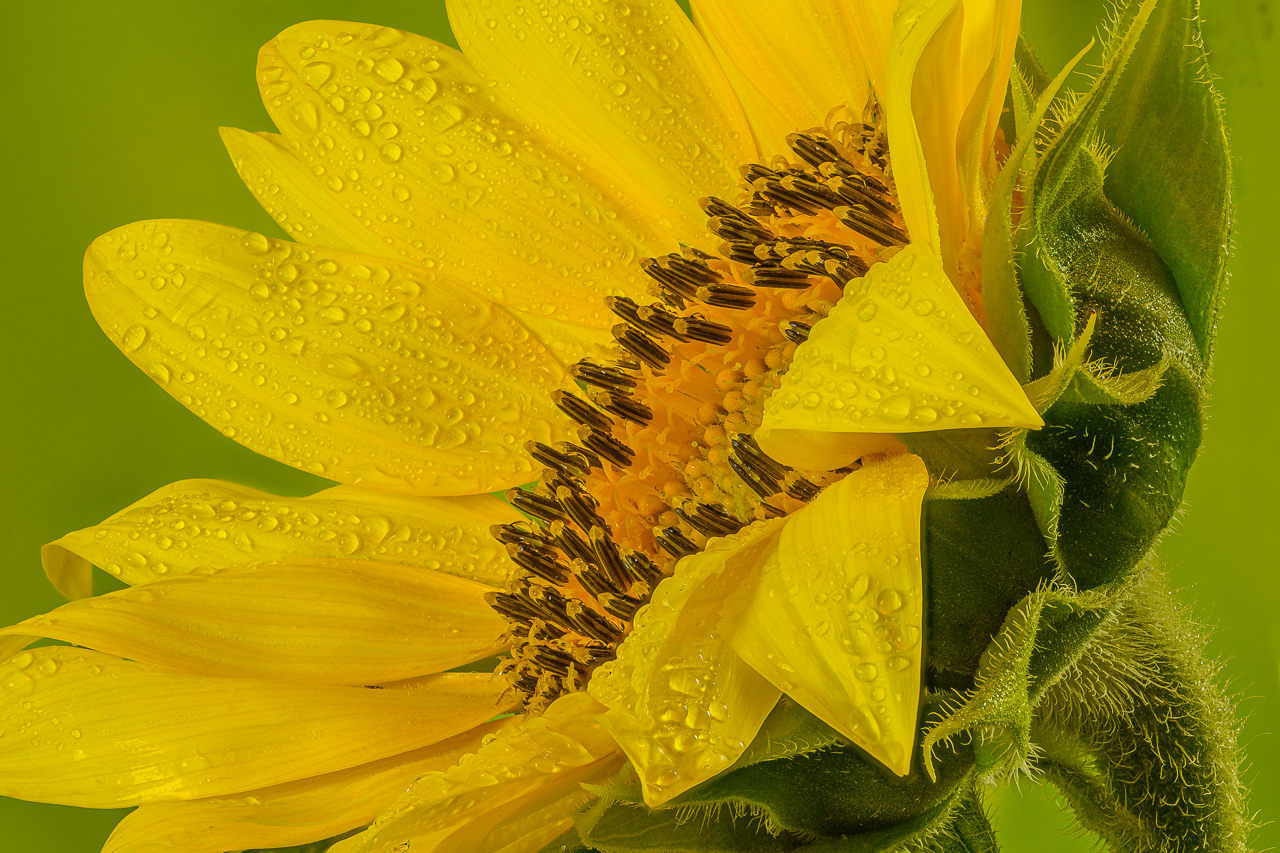 Honorable Mention - Sunflower Oblique - David Perez - Minnesota Valley Photography Club