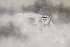 2nd Place Runner Up - Landing Gear Down - Melissa Anderson - Western Wisconsin Photography Club