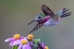 Award - Beauty in Flight - Melissa Anderson - Western Wisconsin Photography Club