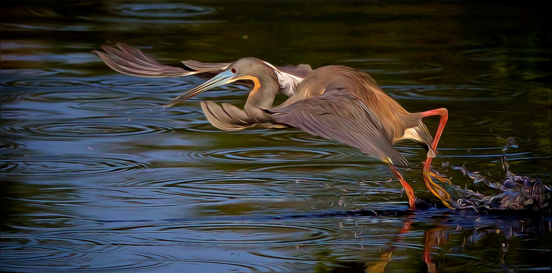 Tricolored Heron Takeoff - Don Specht - MNPC