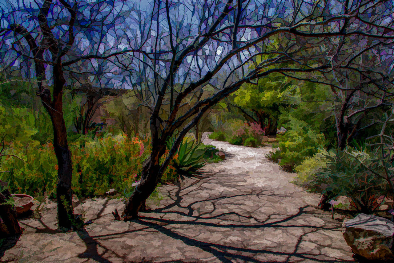 Tucson Botanical - Ronald Lagerquist - MNPC