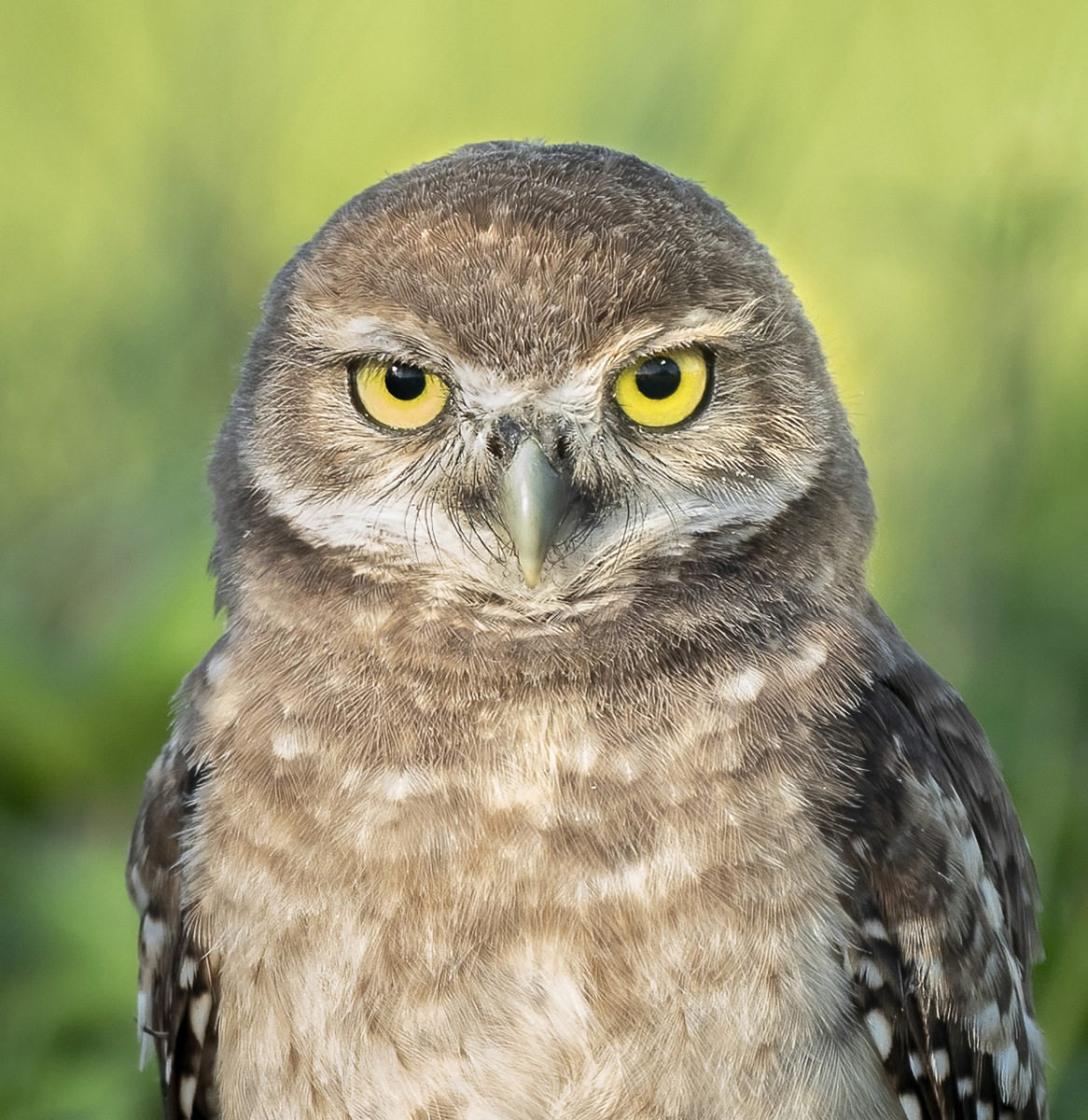 Burrowing Owlet Portrait - David Klein