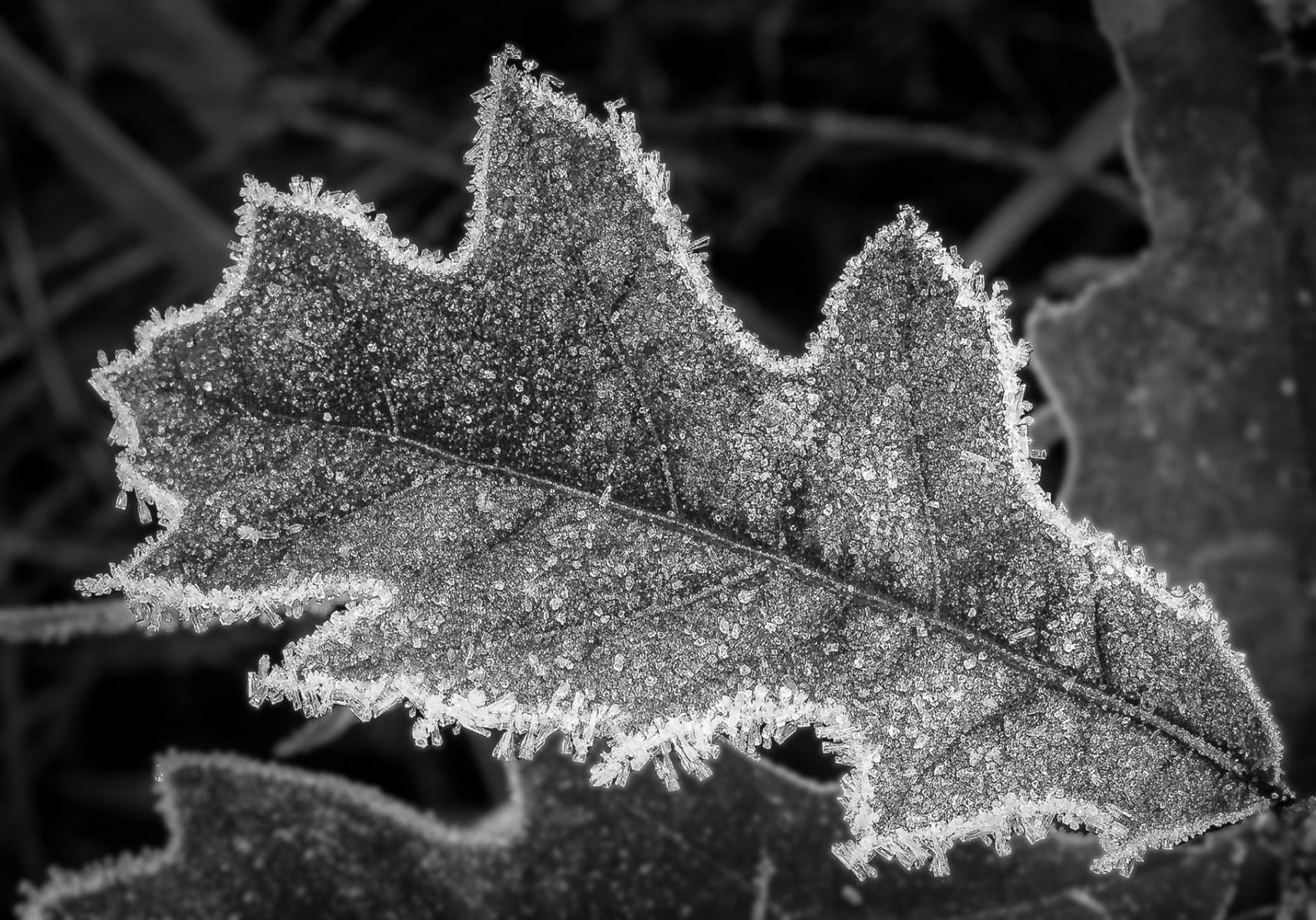 Frosted Leaf - Rick Graves