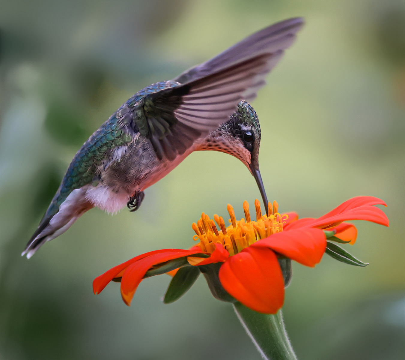 Hummingbird on Mexican Sunflower - Don Specht