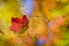 Surface Clutter - Kathy Bishop