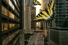Chicago Downtown Butterflies - Pat Boudreau - NMPC