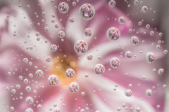 Pink Magnolia Rain - Cindy Carlsson - SPCC