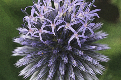 Purple Ball Thistle - Linda Mueller - MCC