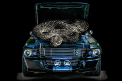 Shelby Super Snake - John Anderson - FSSPCC