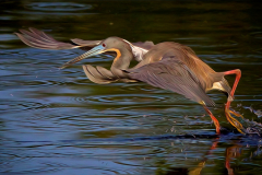 Tricolored Heron Takeoff - Don Specht - MNPC