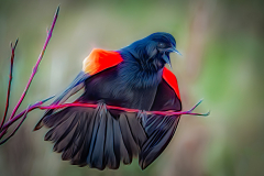 Angry Blackbird - Marianne Diericks - WWPC