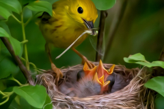Yellow Warbler With Nestlings - Don Specht - MNPC