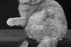 Buttercup Vogue - David Perez - MVPC