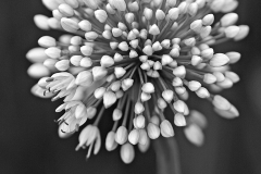 Allium - Linda Mueller - MCC
