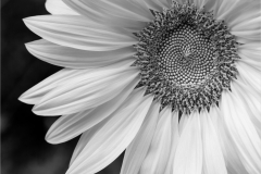 Black Oiler Sunflower - Margaret Boike - SCVCC